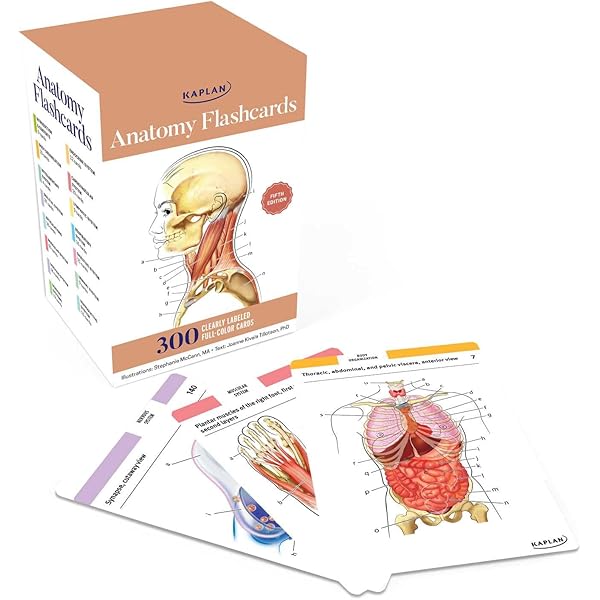 GRAY'S ANATOMY フラッシュカード 第5版 Gray's Anatomy for Students Flash Cards - Walmart.com